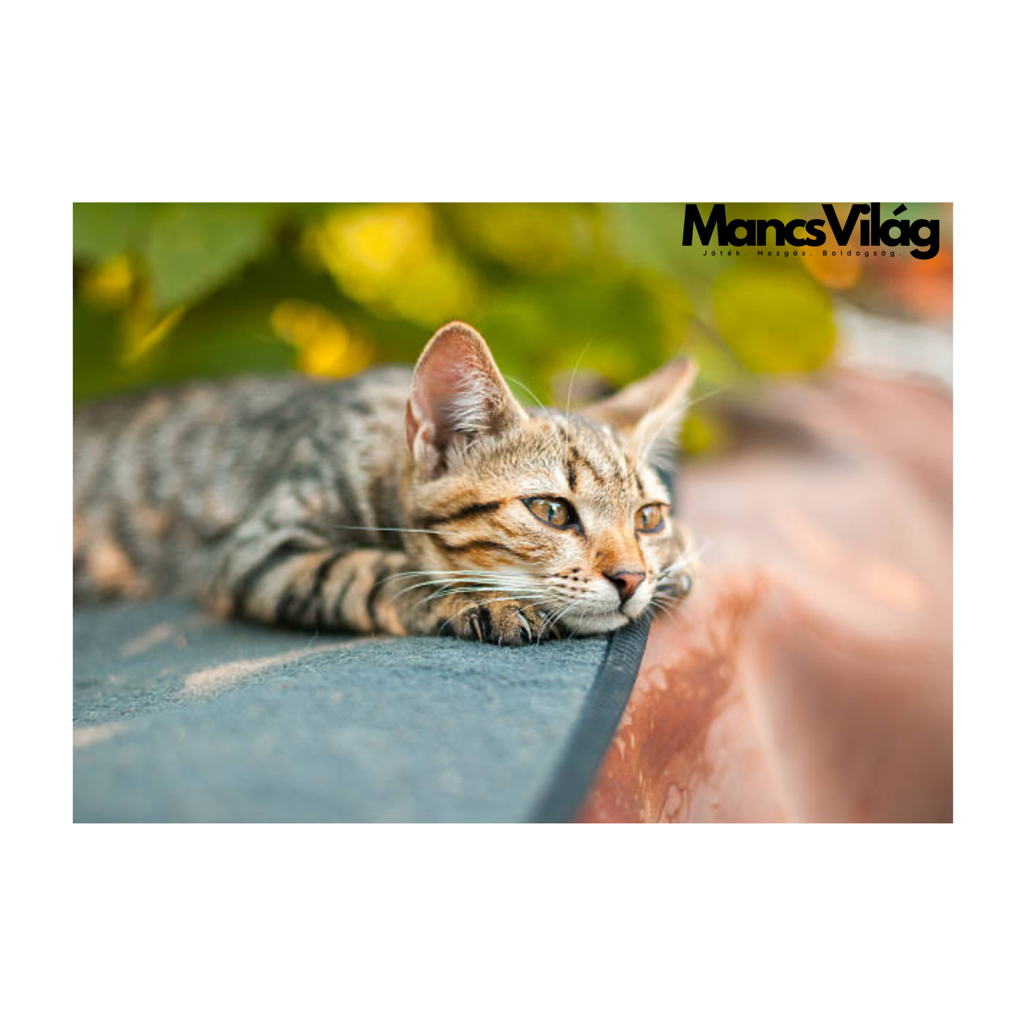 🐾 MancsVilág™ LED SmartBall