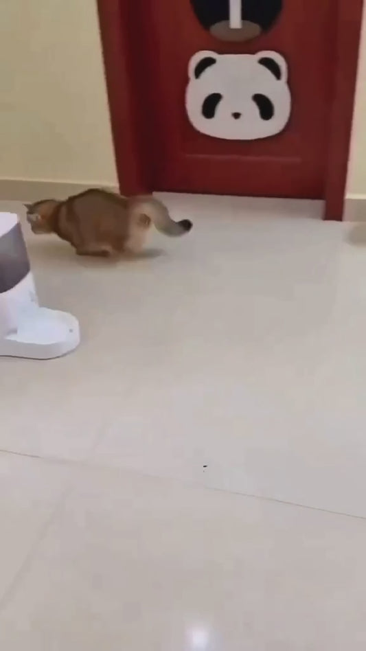 🐾 MancsVilág™ LED SmartBall
