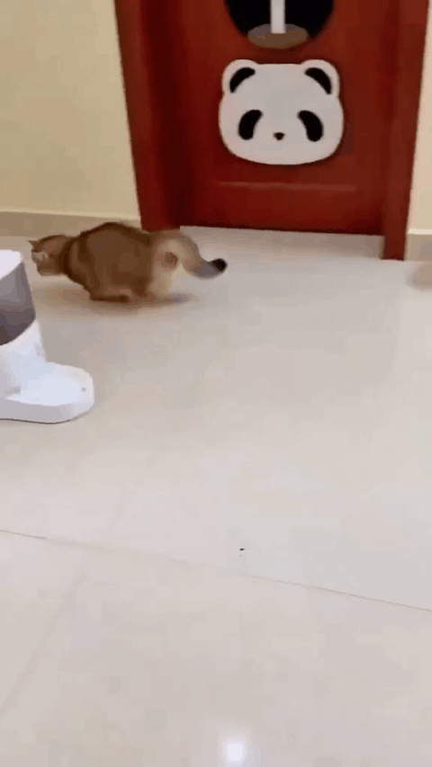 🐾 MancsVilág™ LED SmartBall